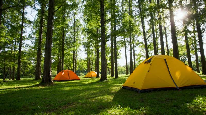 森林露营 阳光洒落图片