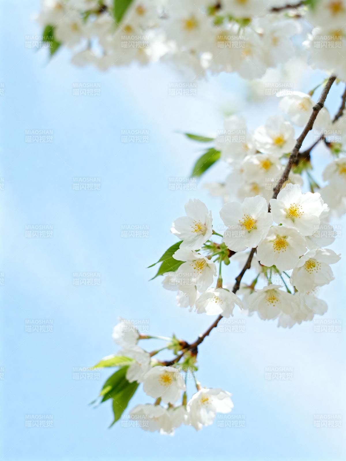 樱花绽放 春意盎然图片