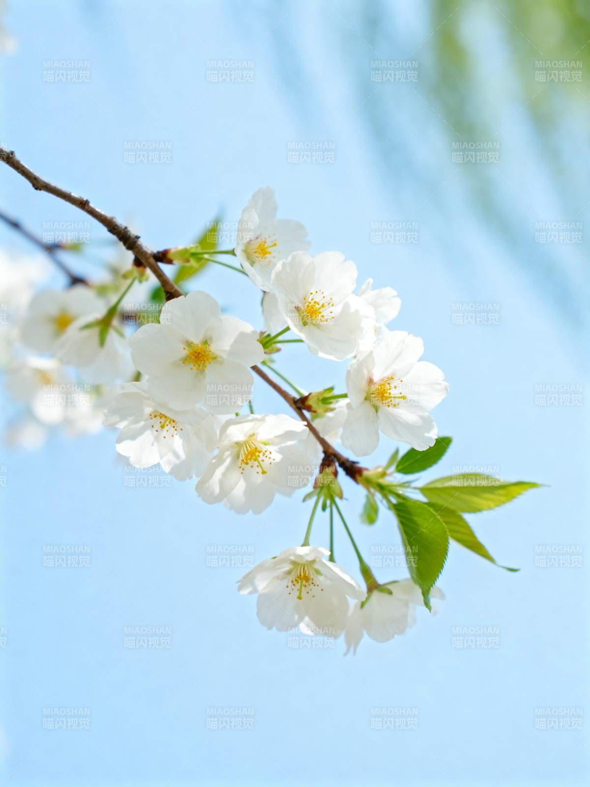 樱花绽放 春意盎然图片