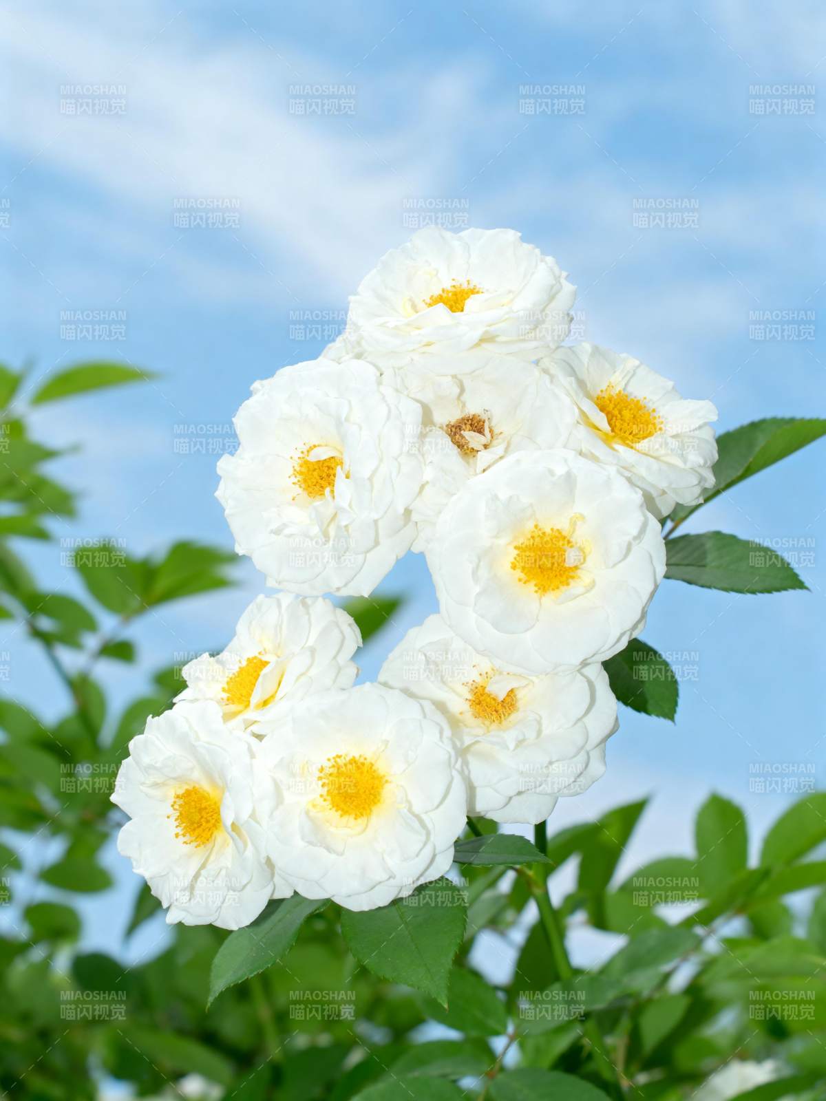 白花黄蕊 蓝天映衬图片