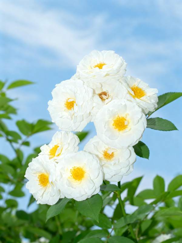 白花黄蕊 蓝天映衬图片