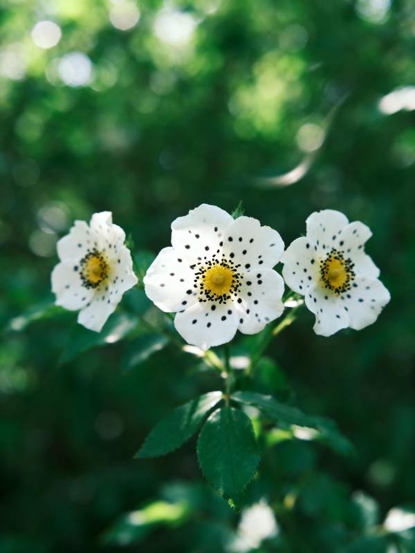 白花黄蕊点点黑图片