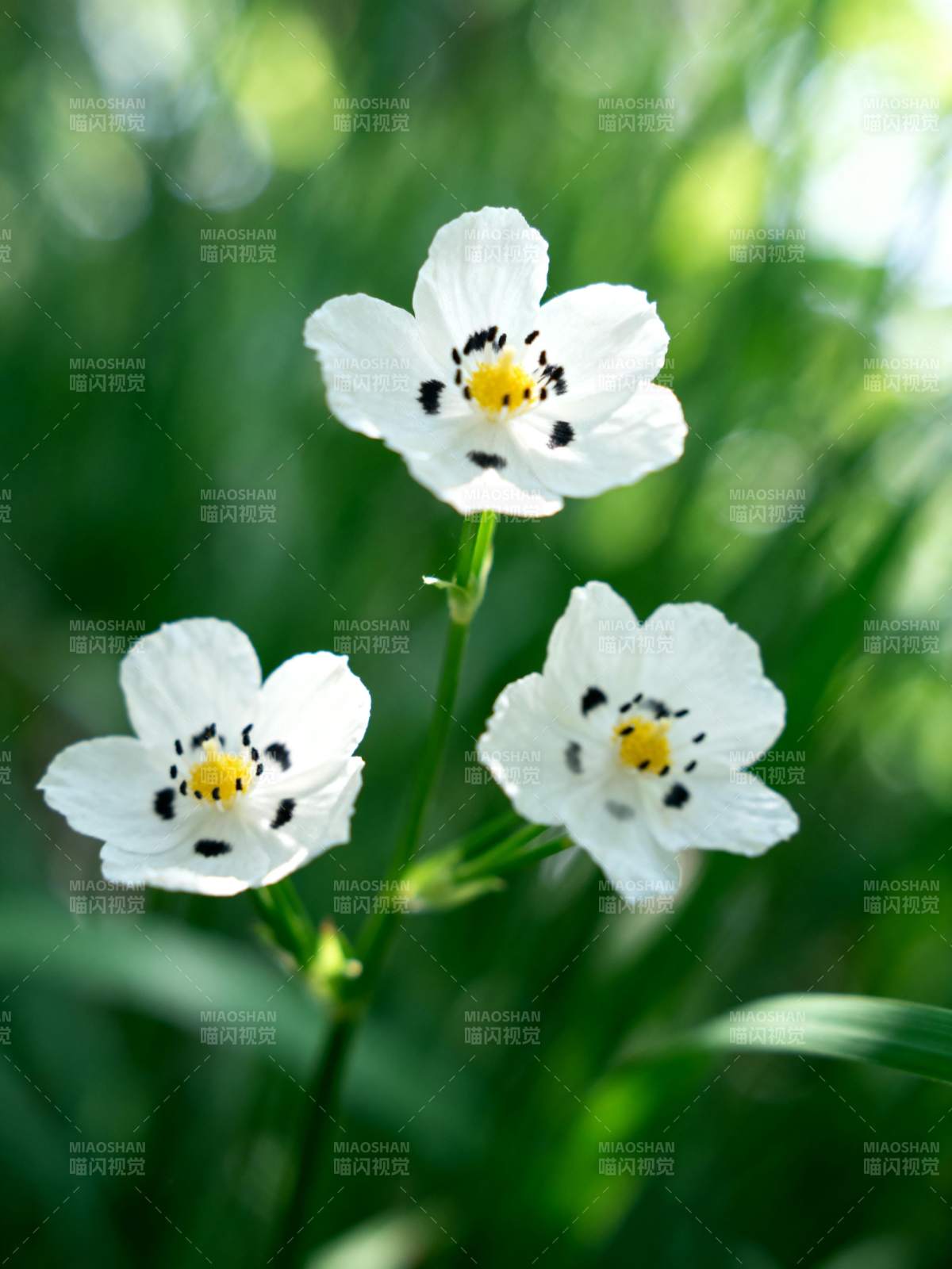 白花点缀绿意图片