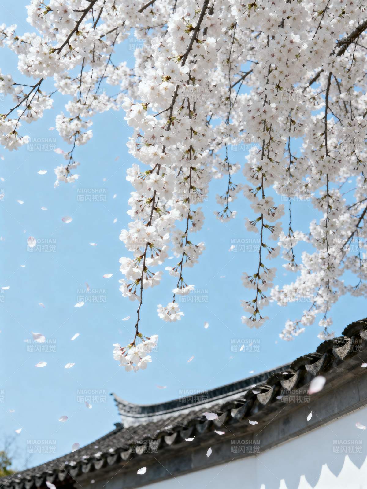 樱花纷飞映古檐图片