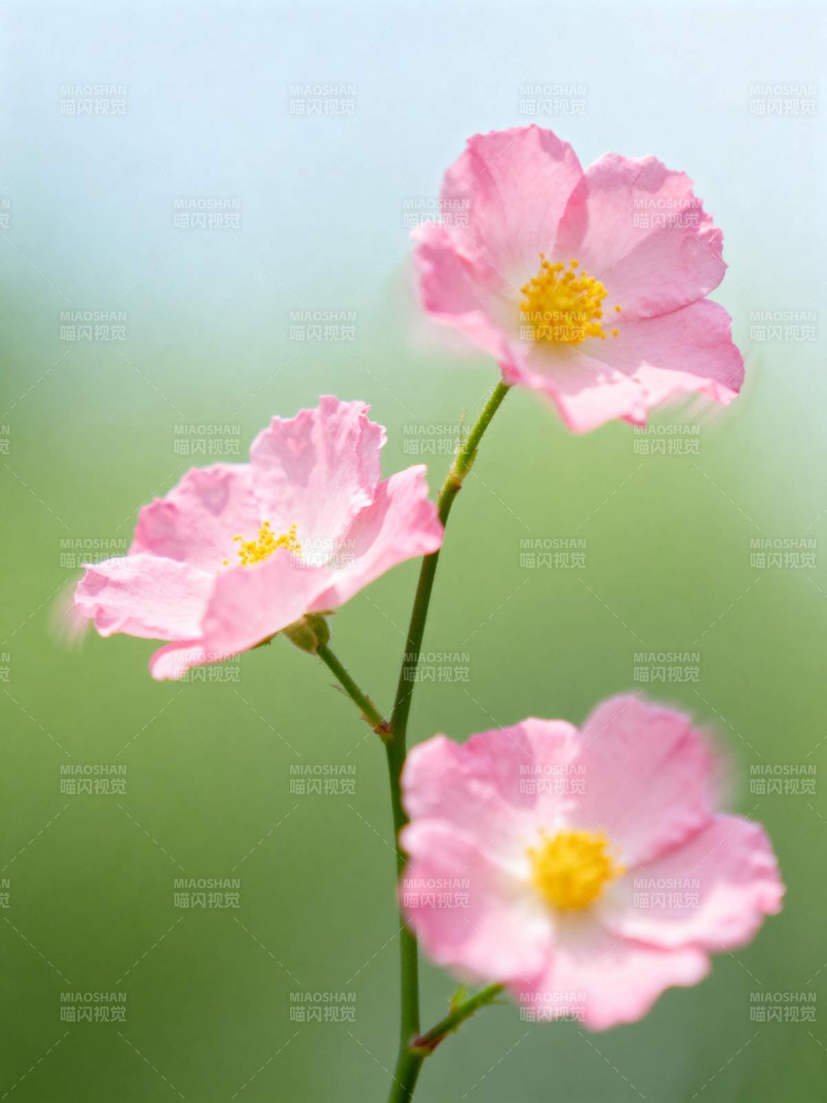 粉花绽放 春意盎然图片