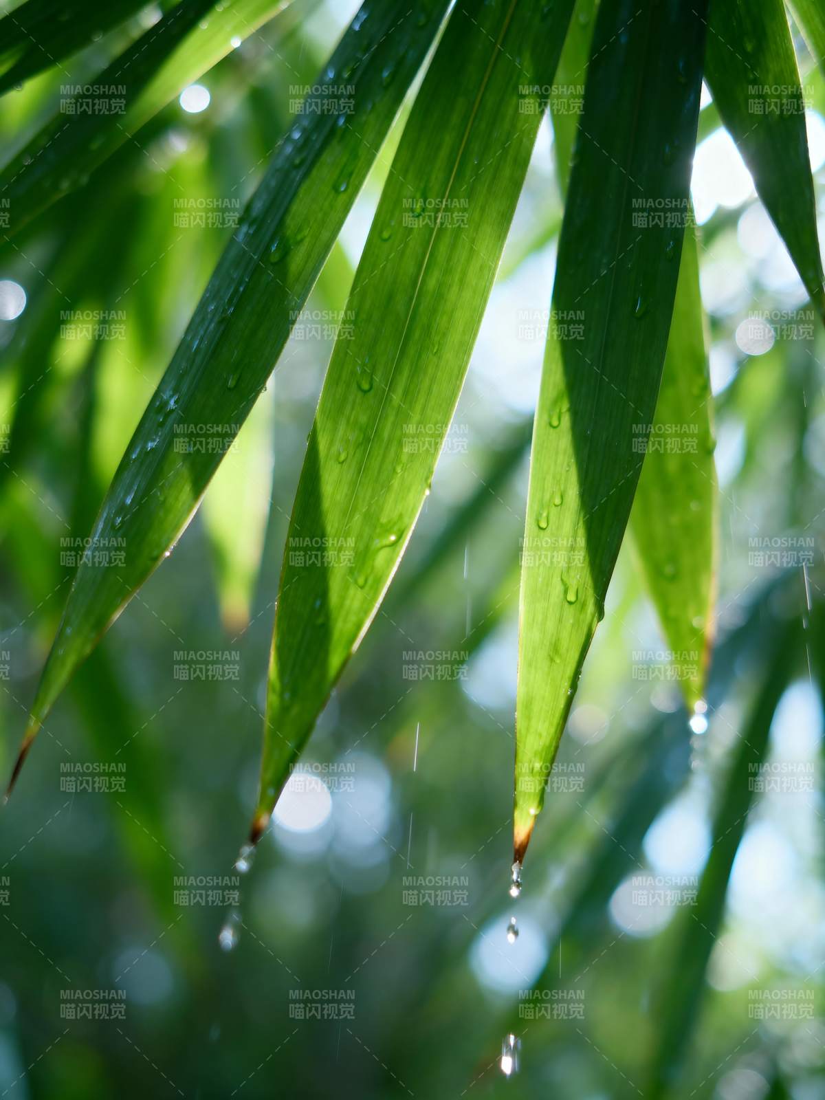 雨滴叶尖垂图片