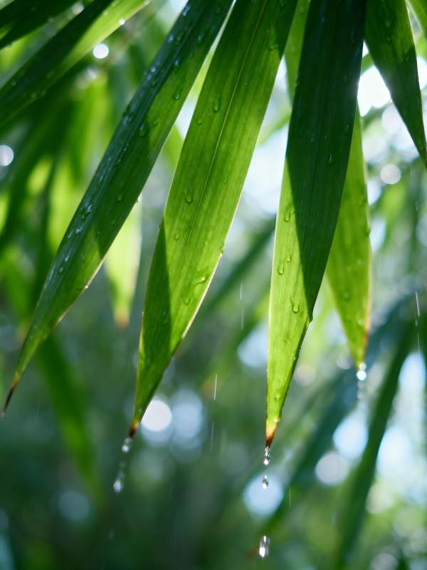 雨滴叶尖垂图片