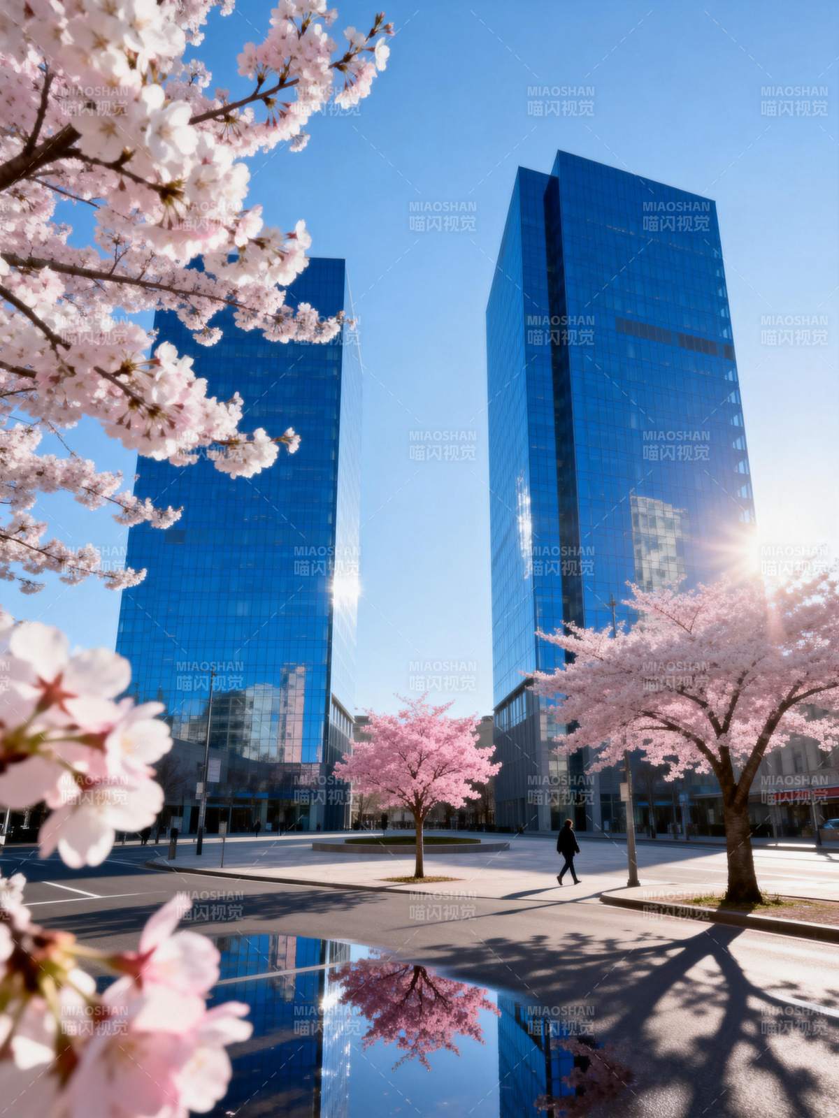 樱花映高楼图片