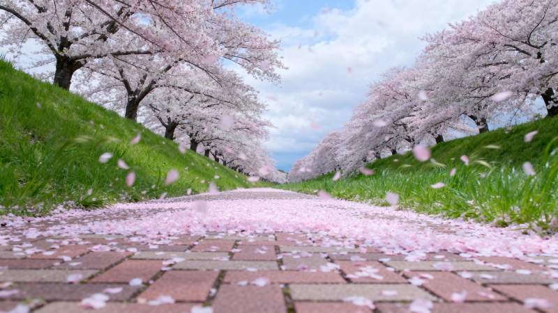 樱花飘落小径图片