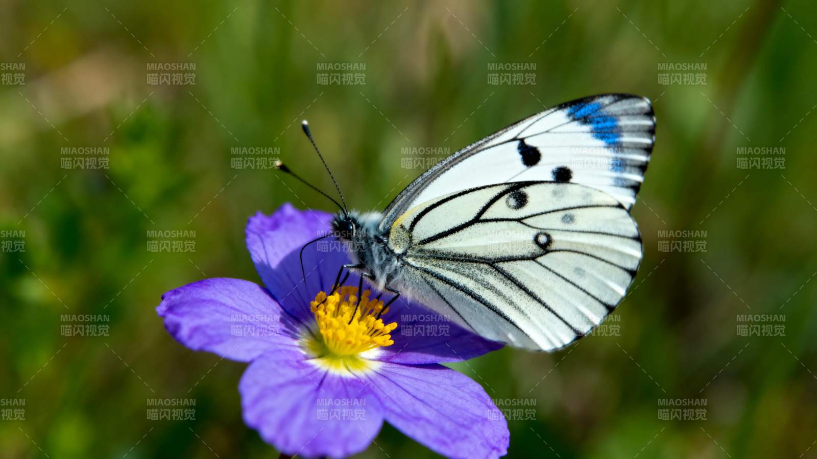 白蝶栖紫花图片