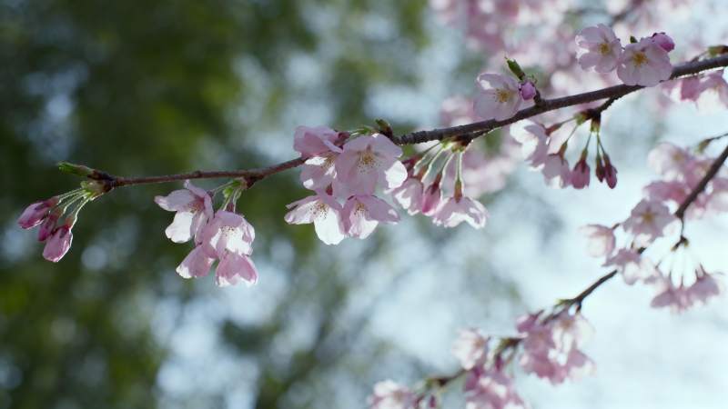 樱花绽放枝头图片