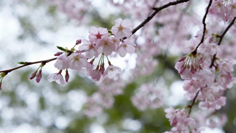 樱花绽放枝头图片