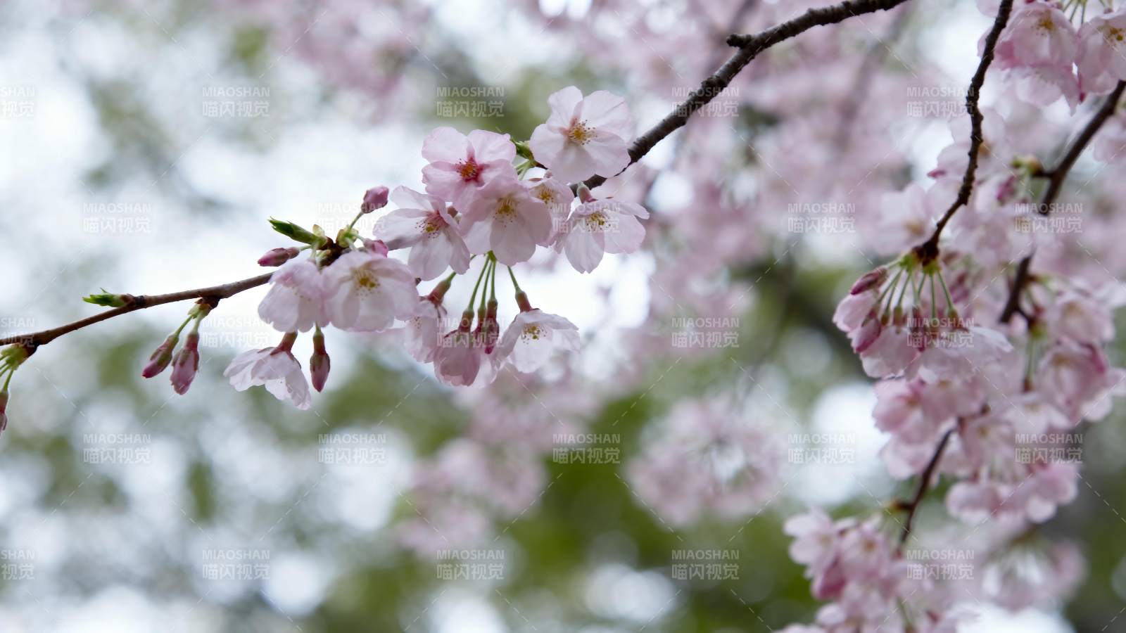 樱花绽放枝头图片