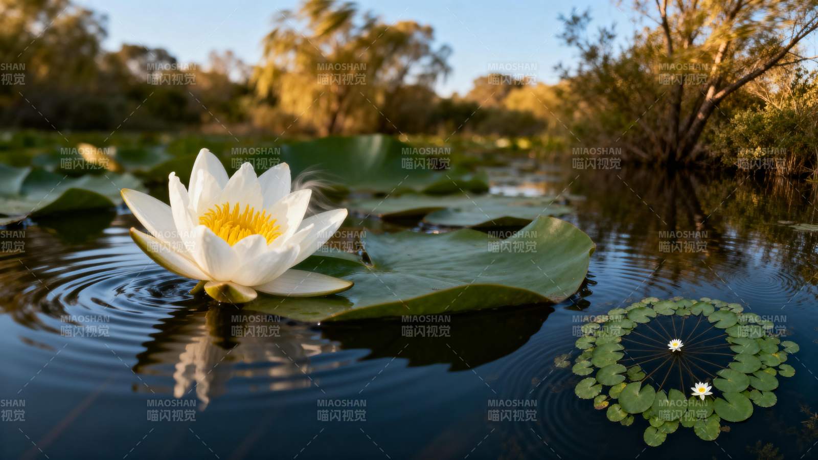 池塘睡莲静谧绽放图片