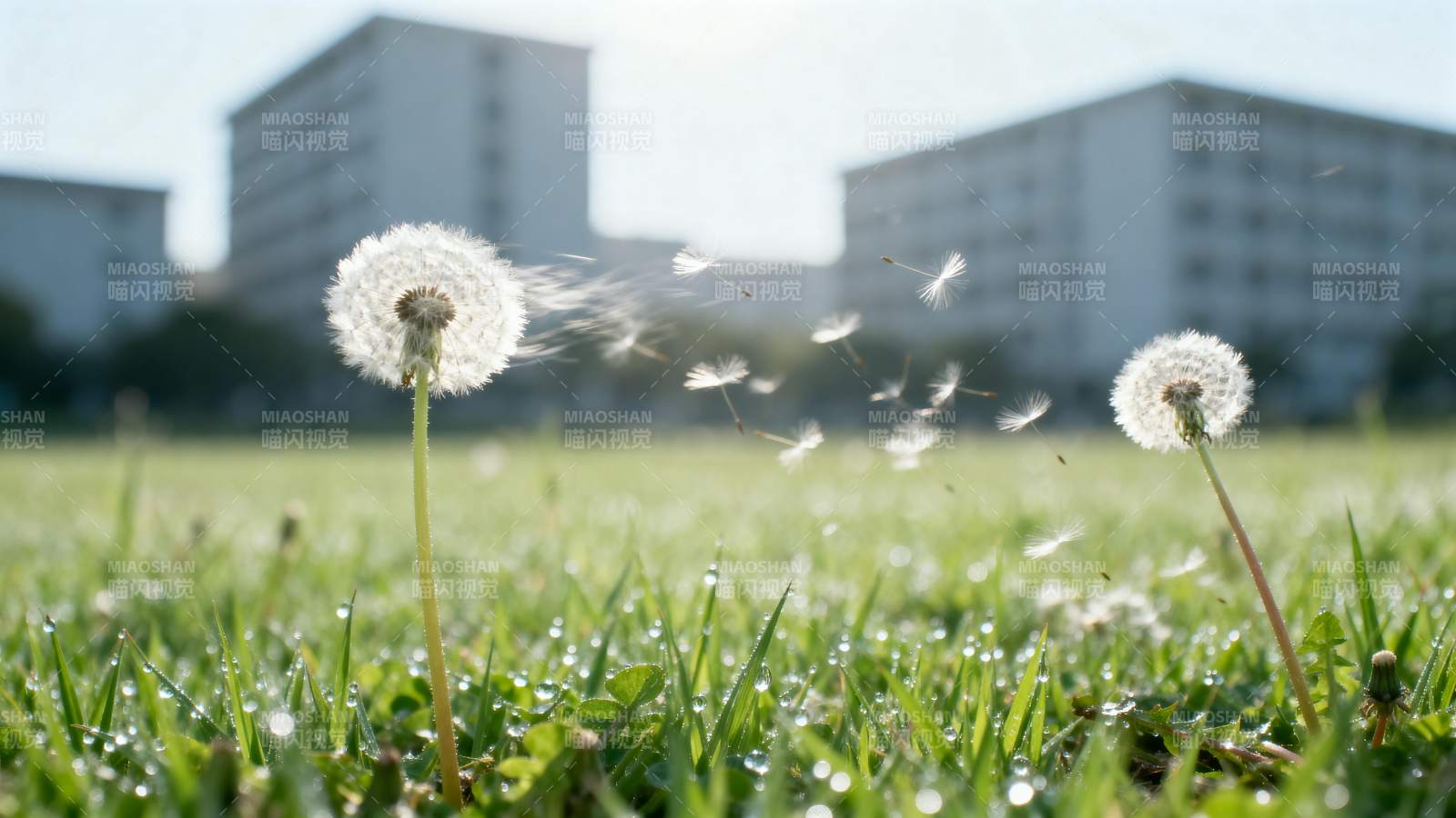 蒲公英随风飘散图片
