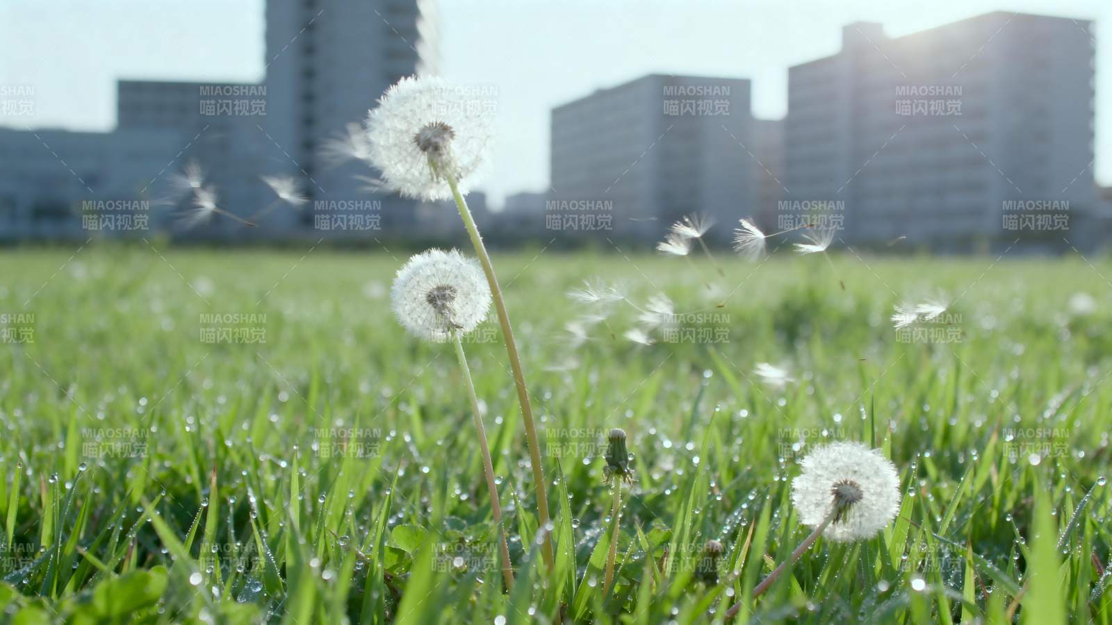 蒲公英随风飘散图片