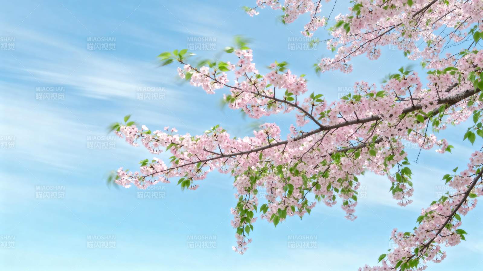 樱花绽放春日景图片