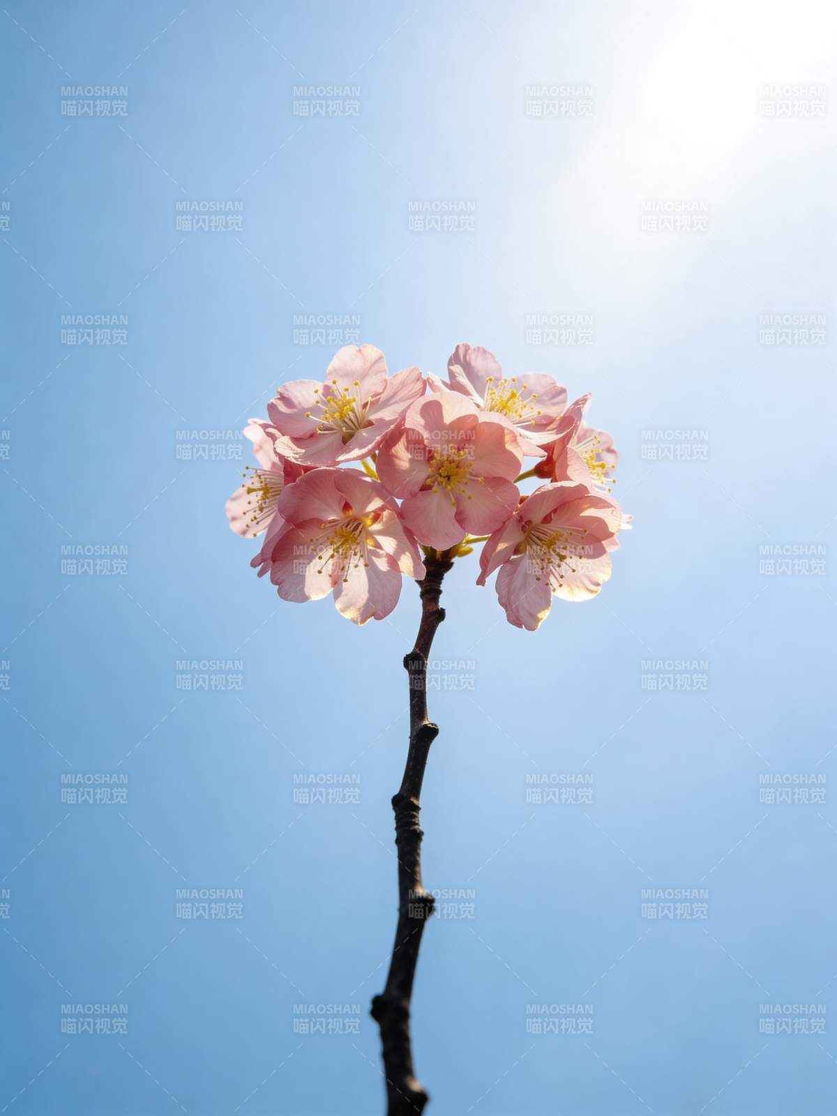 樱花绽放迎春光图片