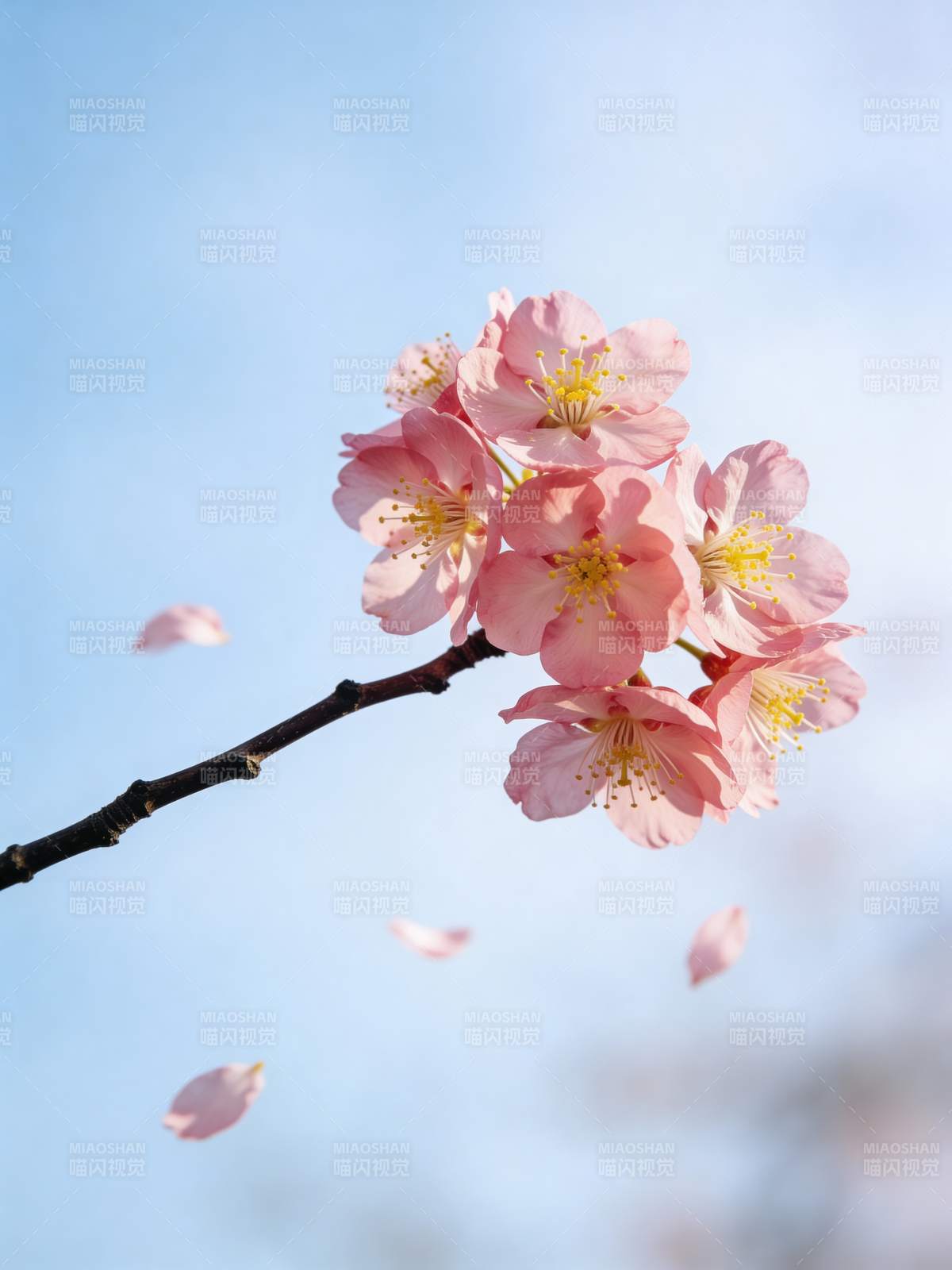 樱花飘落春意浓图片