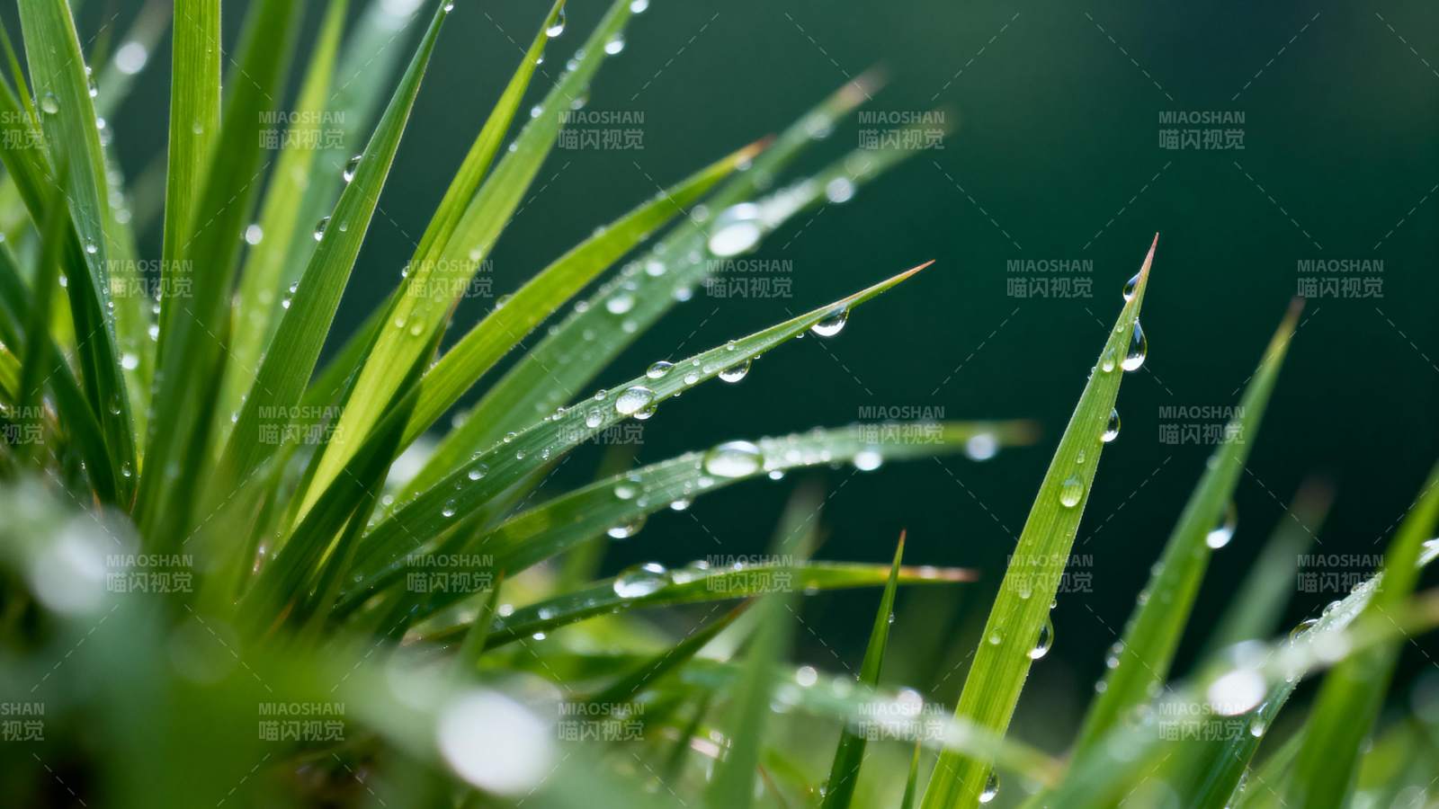 露珠点缀绿叶图片