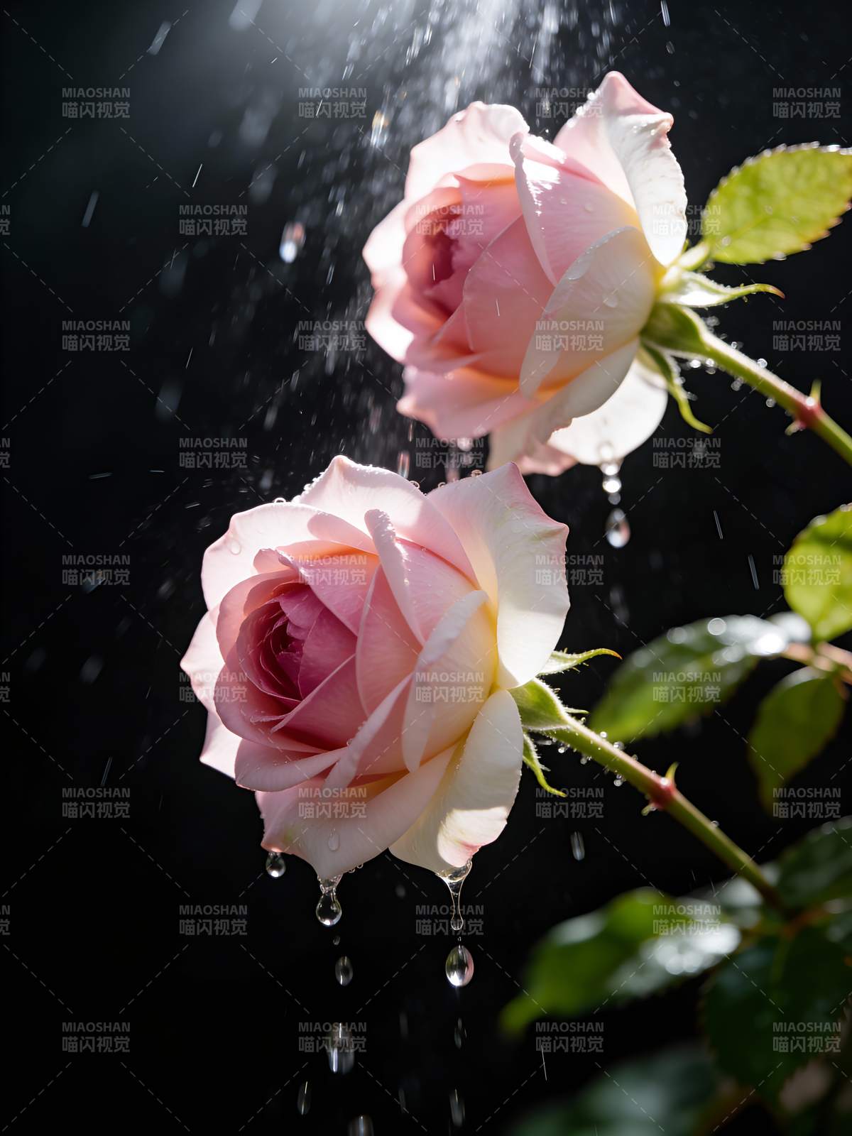 雨中玫瑰绽放图片