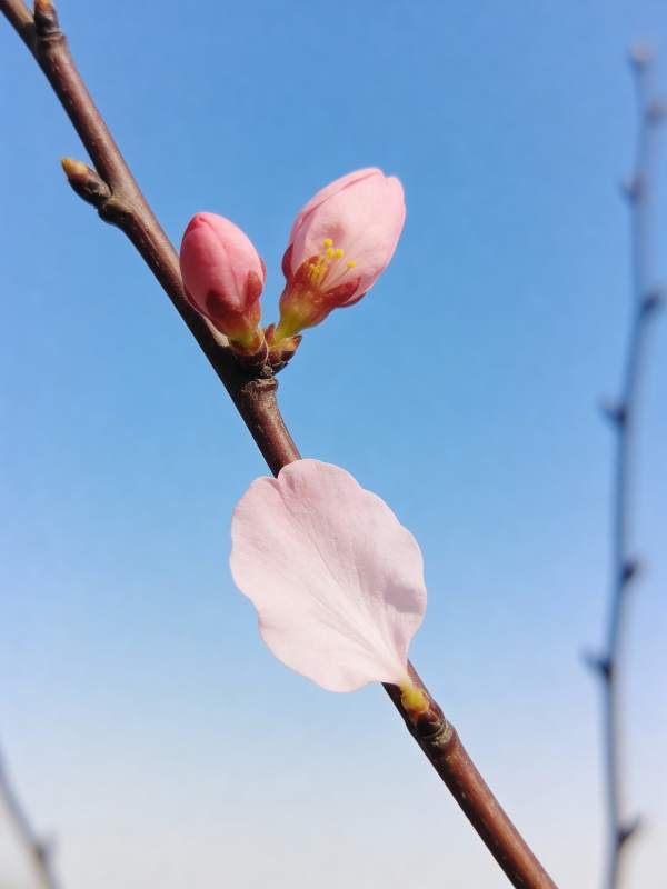 春枝绽放粉花图片