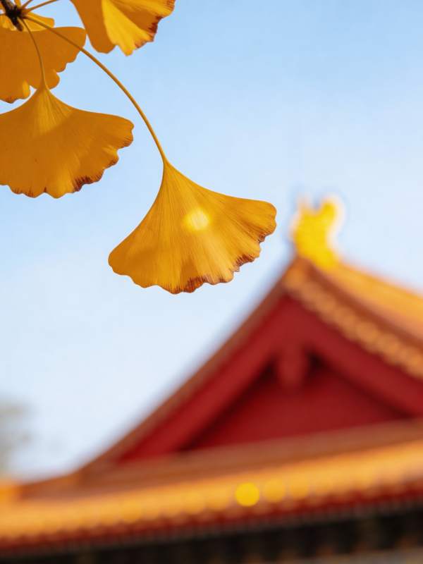 秋叶映古檐图片