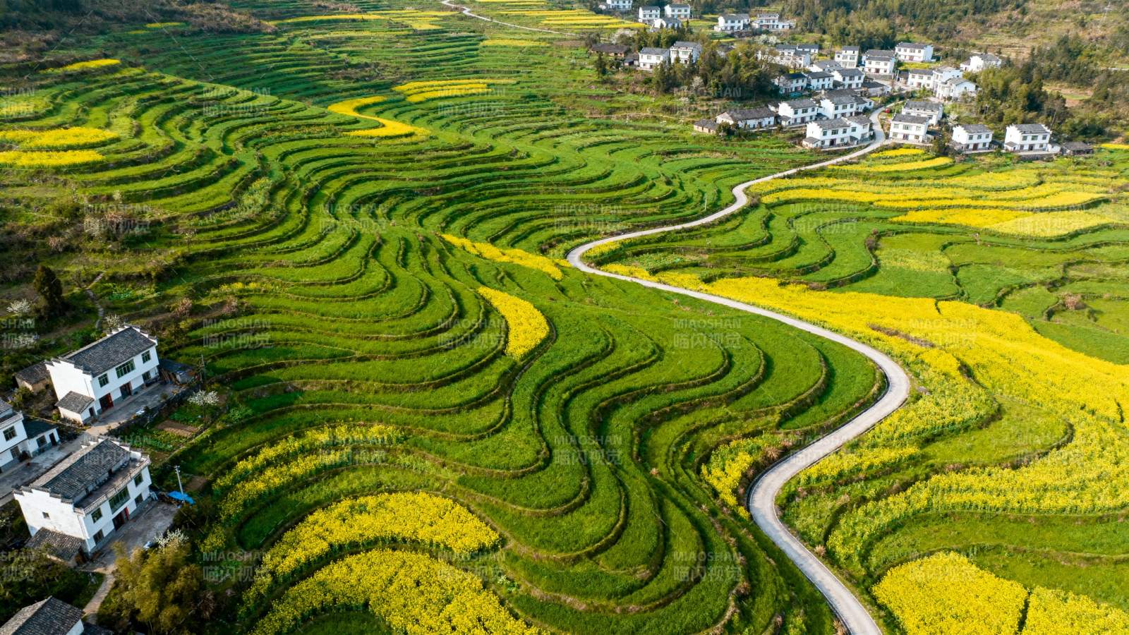 梯田春色美如画图片