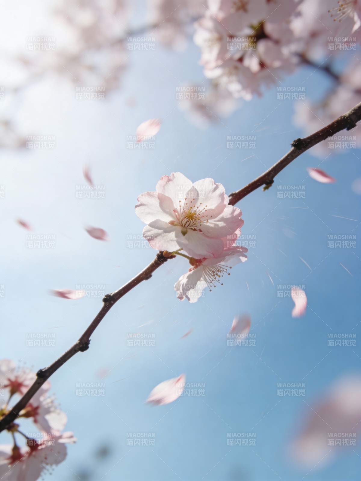 樱花飘落 春意盎然图片