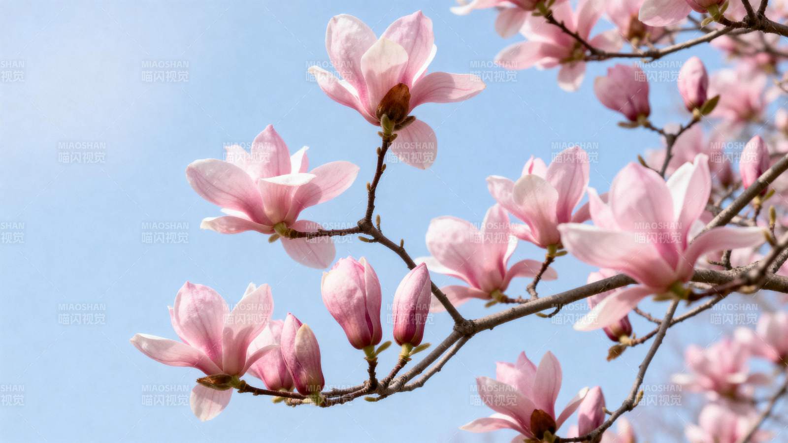 玉兰花开春意浓图片