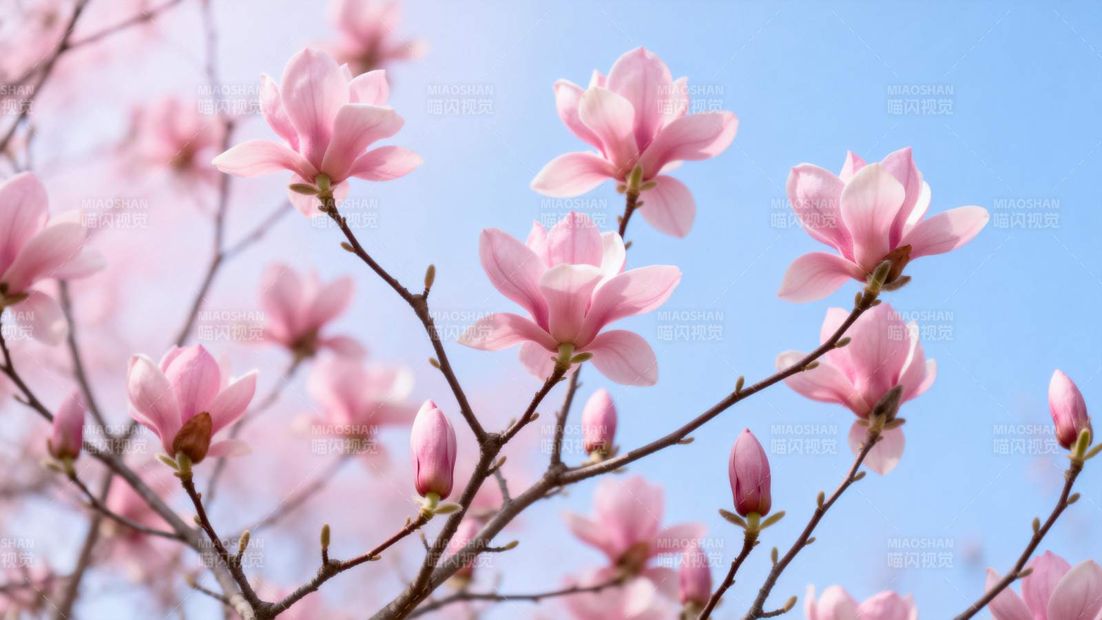 玉兰花绽放图片