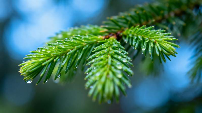 雨后松枝滴水图片