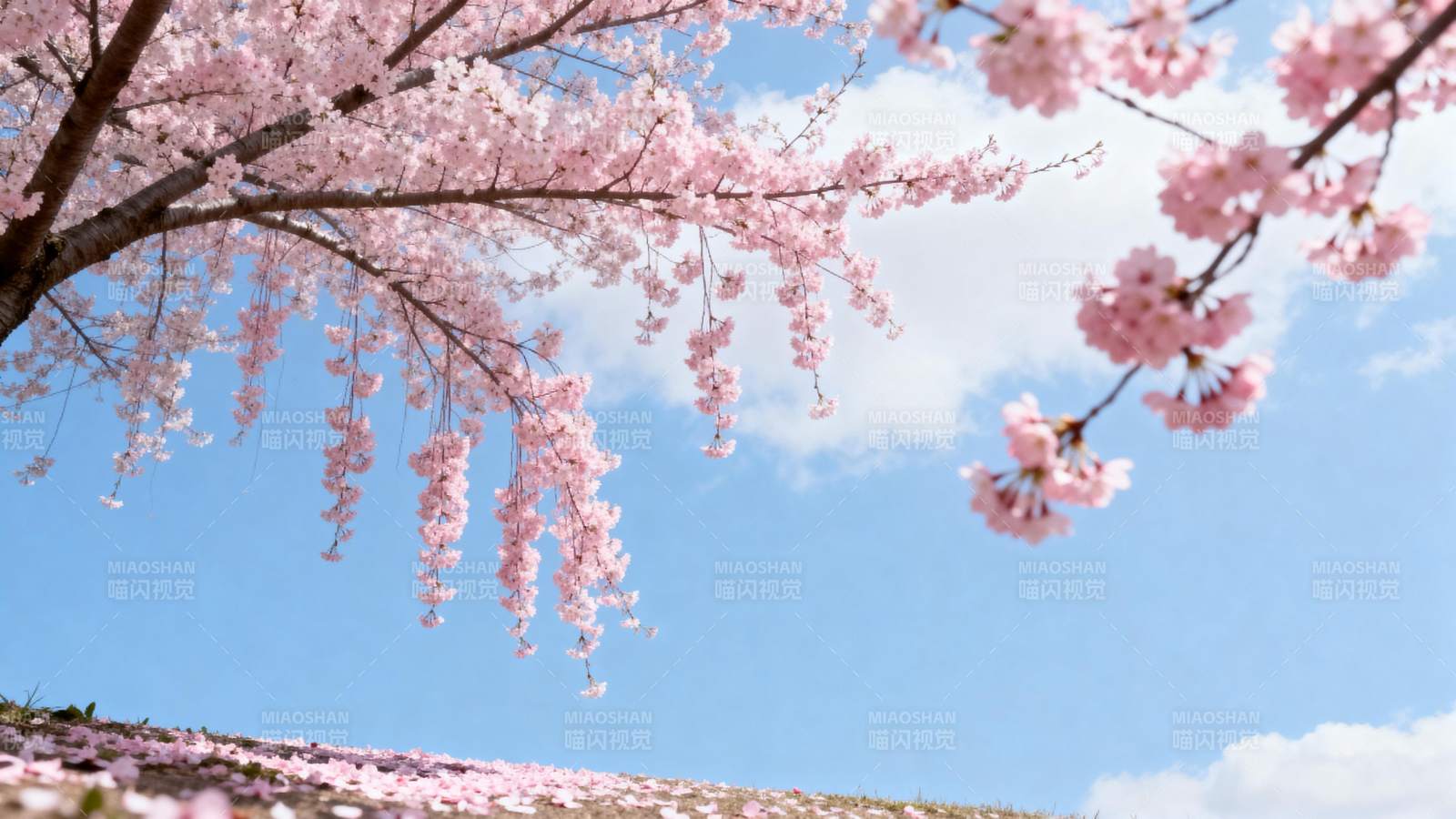 樱花盛开 春意盎然图片