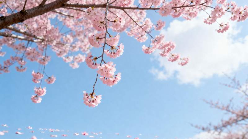 樱花绽放春日景图片