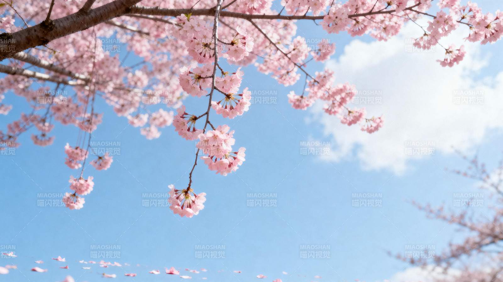 樱花绽放春日景图片