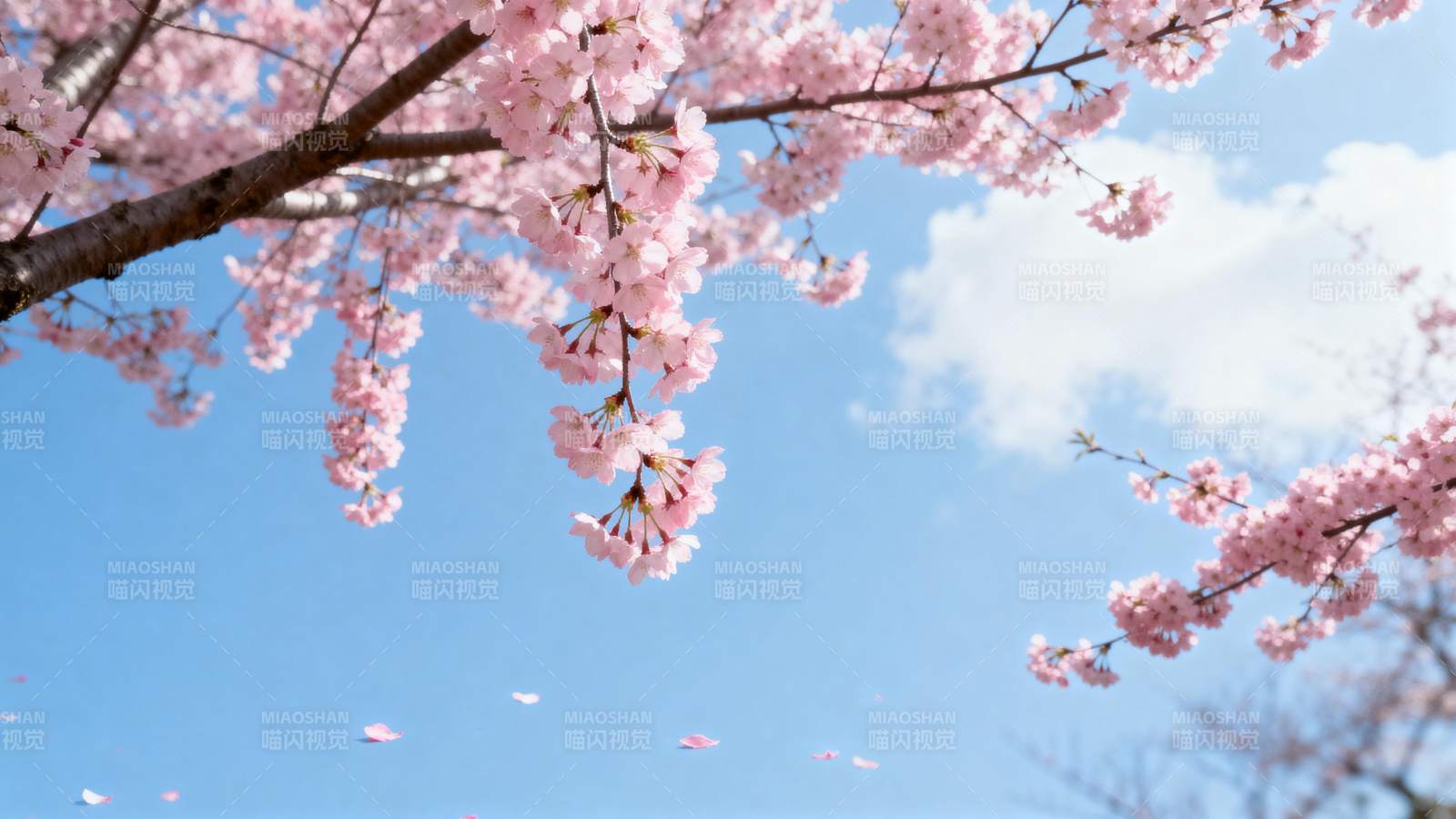 樱花绽放春日景图片