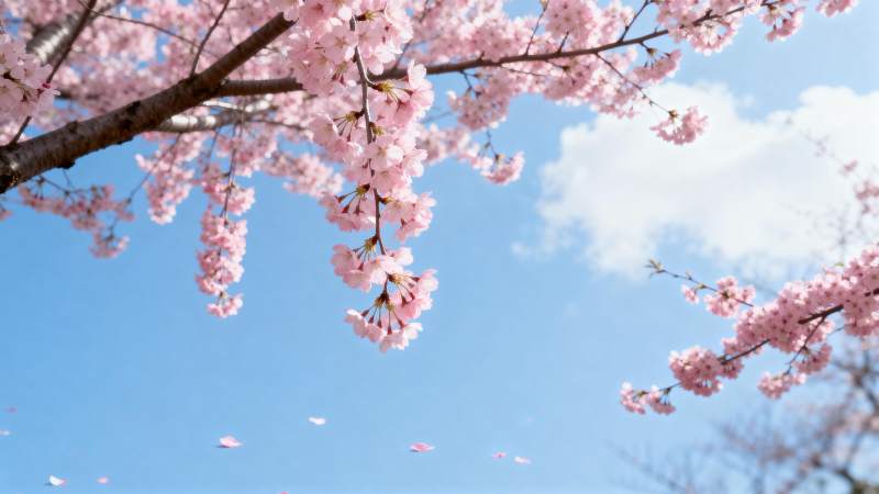 樱花绽放春日景图片