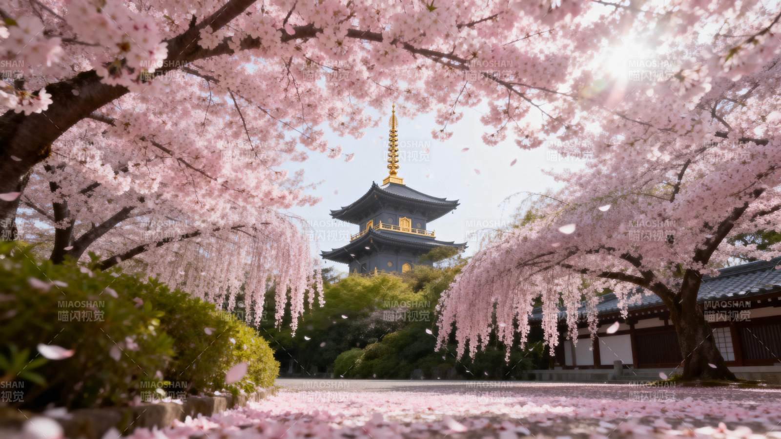 樱花映古塔图片