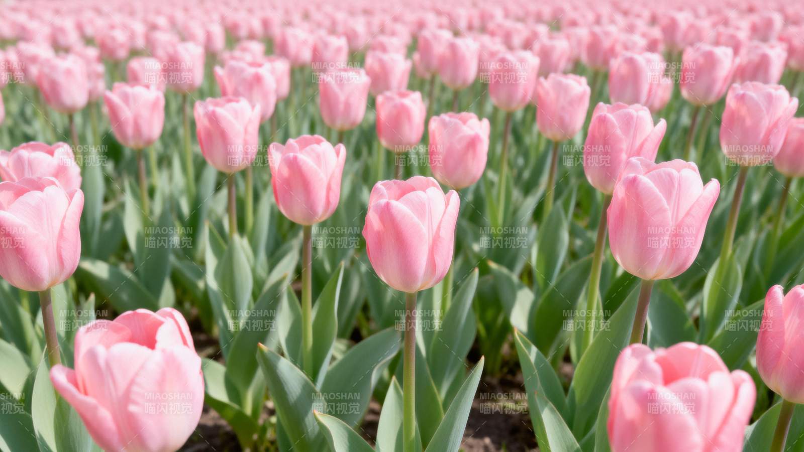 粉红郁金香花海图片