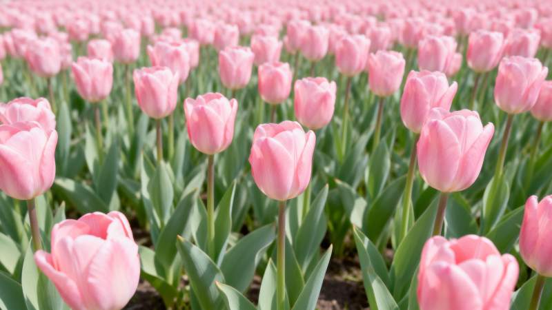 粉红郁金香花海图片