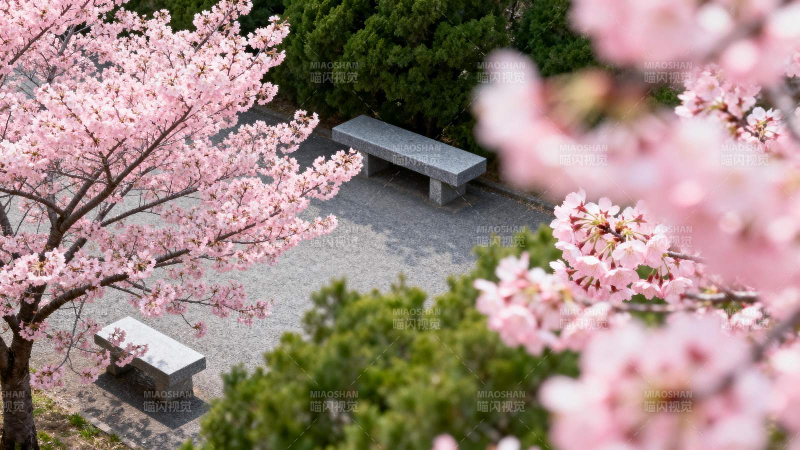 樱花盛开的庭院图片