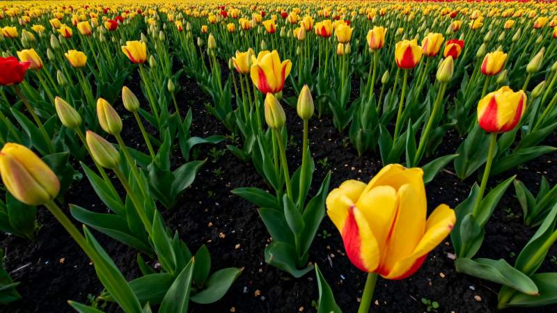 郁金香花海绽放图片