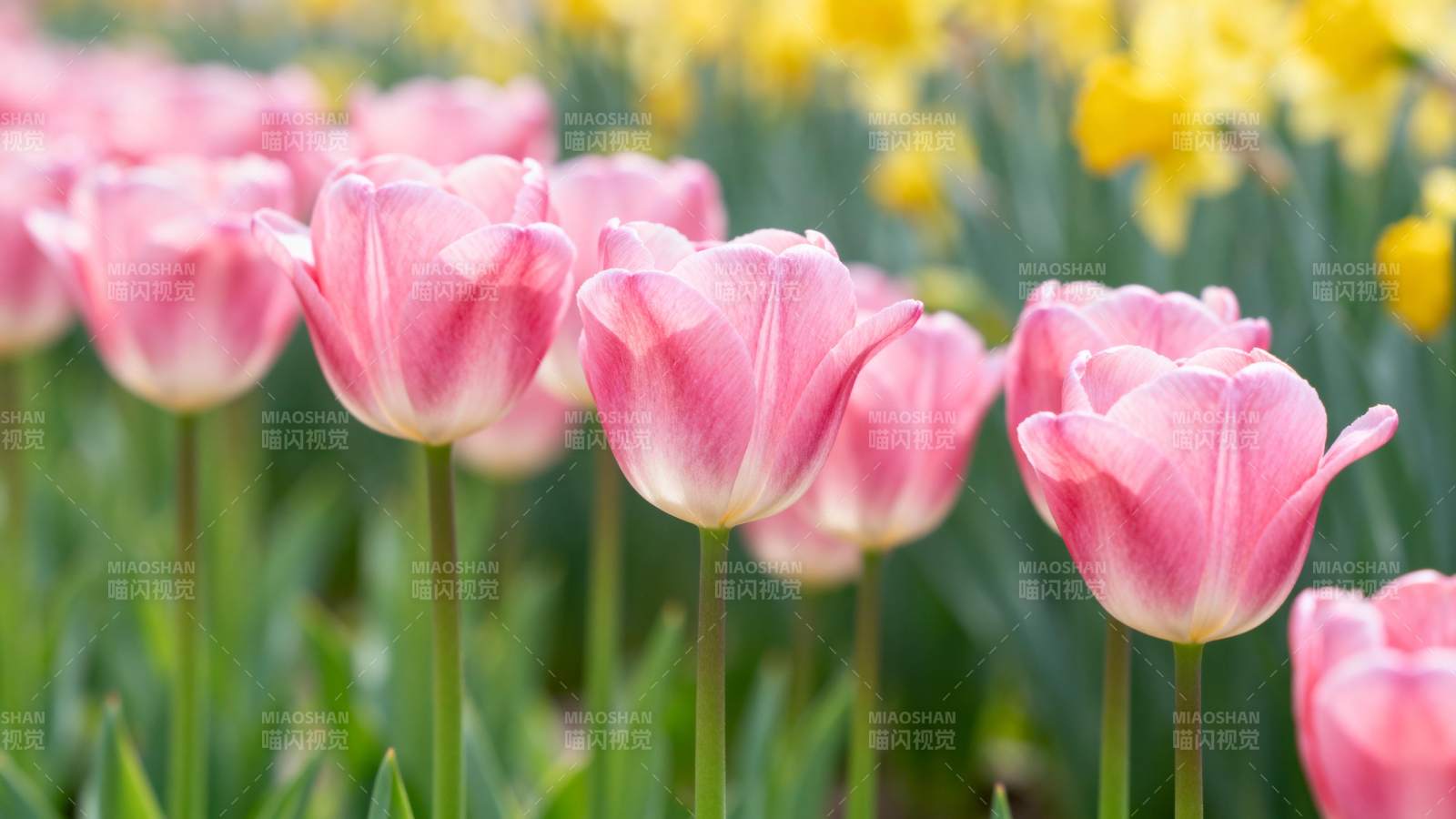 粉红郁金香绽放图片