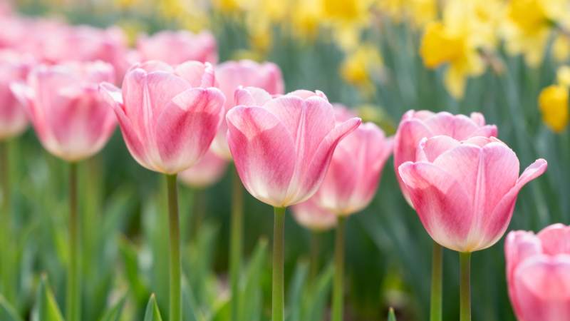 粉红郁金香绽放图片