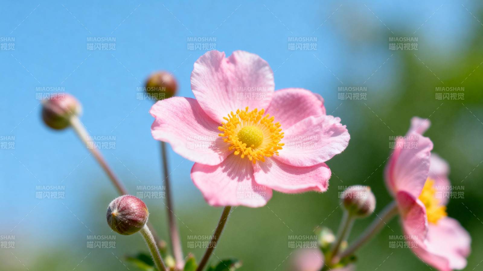 粉花绽放 春意盎然图片