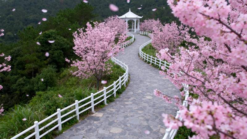 樱花小径 春意盎然图片