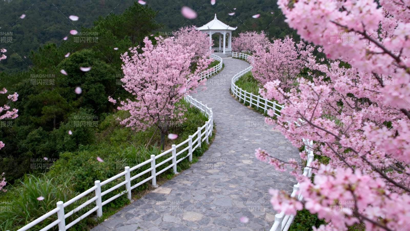 樱花小径 春意盎然图片