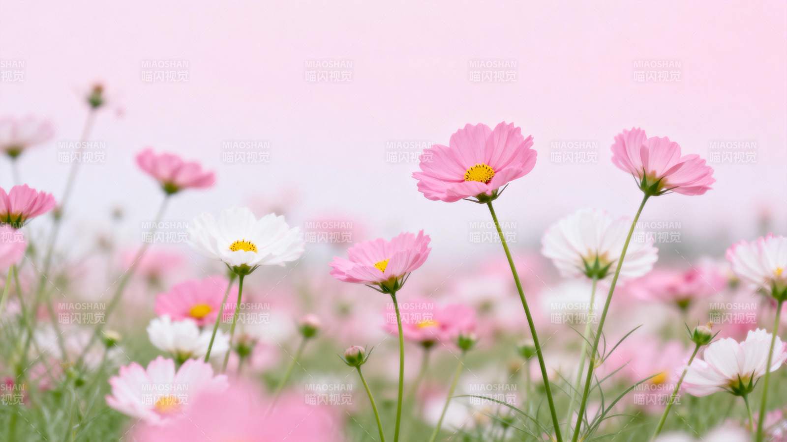 粉白花海春意浓图片