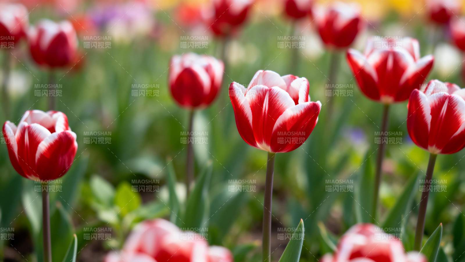 红白相间的郁金香图片