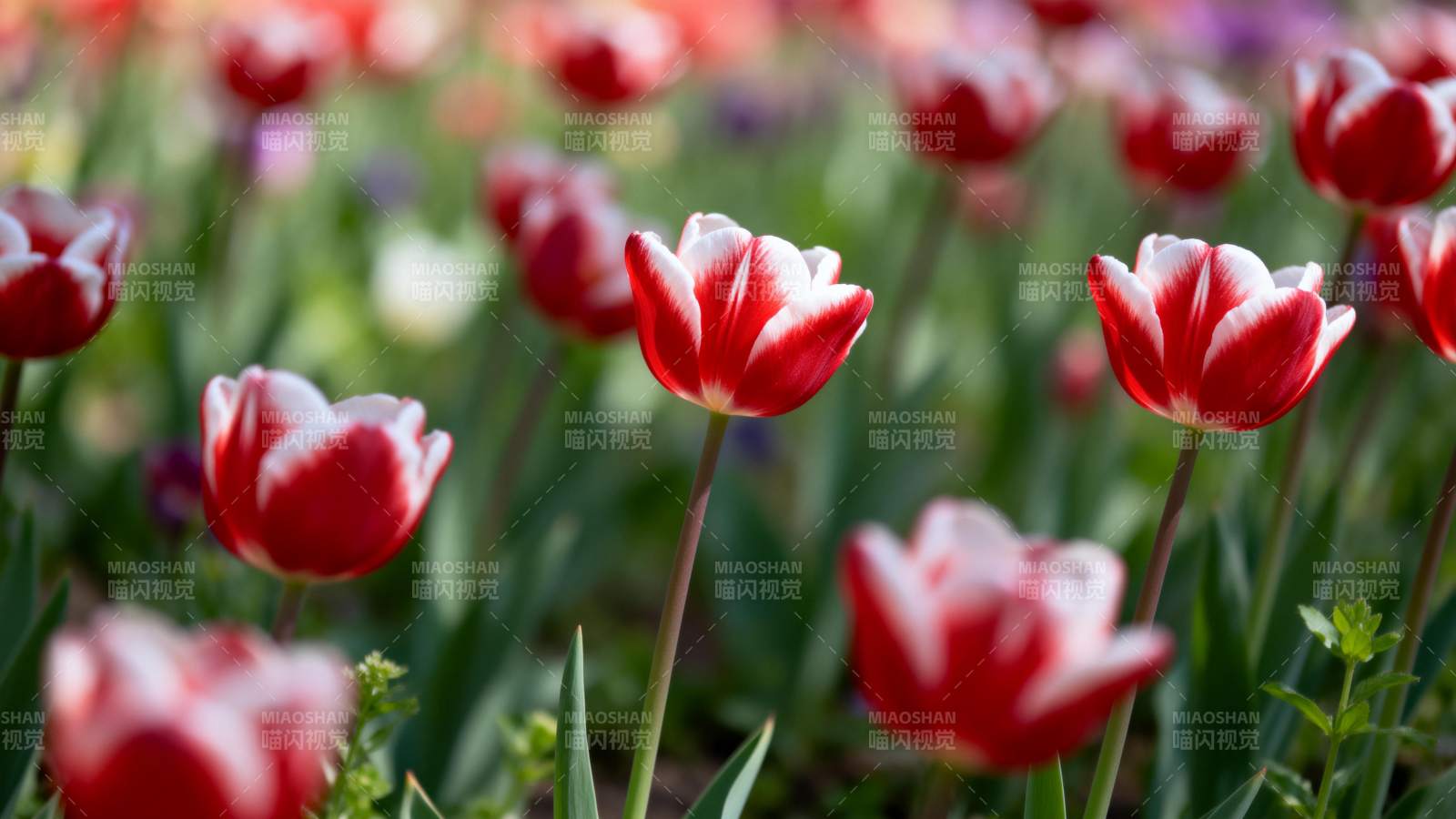 红白郁金香绽放图片